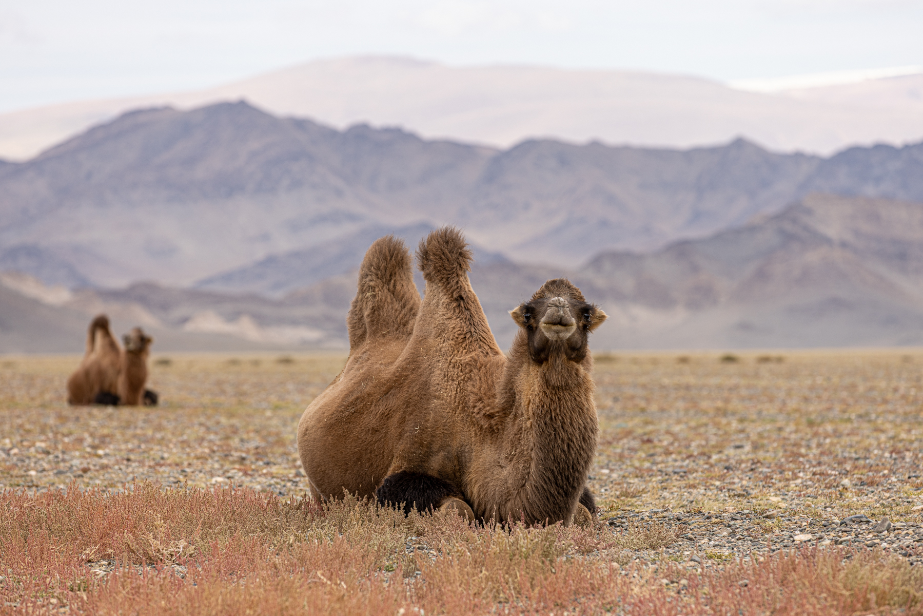 A herd of Bactrian camels crossing the vast landscape on our journey from Khovd into western Mongolia (image by Ingrid Koedood)