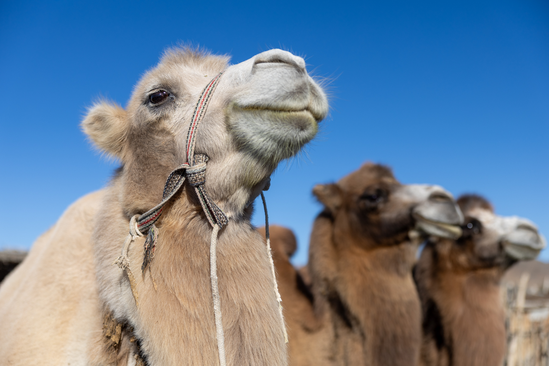 Visiting a local family in western Mongolia, where Bactrian camels are central to everyday nomadic life (image by Ingrid Koedood)