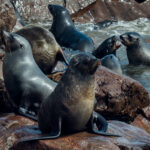 A small grouping of Cape Fur Seals rest on rocks at the edge of the Atlantic Ocean, part of the 100,000 estimated seals at the Cape Cross Cape Fur Seal Colony on Namibia's Skeleton Coast. There is a surprisingly high mortality of pups in this colony, with coastal scavengers such as Brown Hyena and Black-backed Jackals launching night-time raids on the young (image by Virginia Wilde)