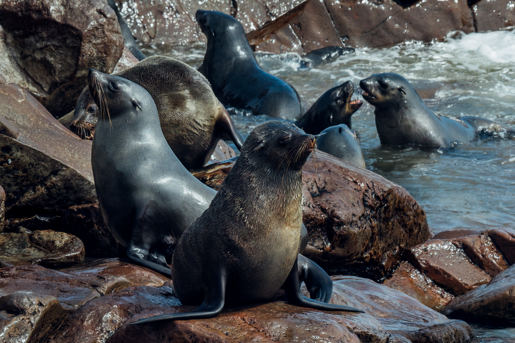 A small grouping of Cape Fur Seals rest on rocks at the edge of the Atlantic Ocean, part of the 100,000 estimated seals at the Cape Cross Cape Fur Seal Colony on Namibia's Skeleton Coast. There is a surprisingly high mortality of pups in this colony, with coastal scavengers such as Brown Hyena and Black-backed Jackals launching night-time raids on the young (image by Virginia Wilde)