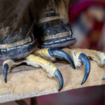 Built for the hunt. The powerful talons of a golden eagle, designed to grip and capture its prey (image by Ingrid Koedood)