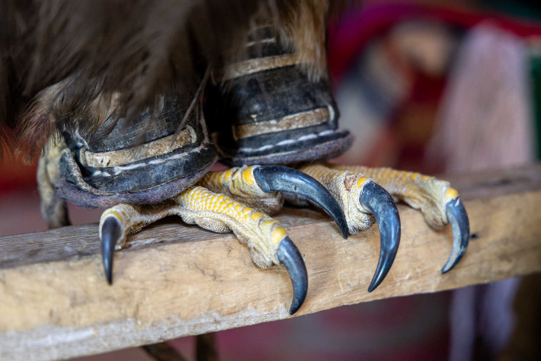 Built for the hunt. The powerful talons of a golden eagle, designed to grip and capture its prey (image by Ingrid Koedood)