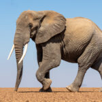 Dramatic photography takes place on Amboseli's dry lake beds (image by Inger Vandyke)