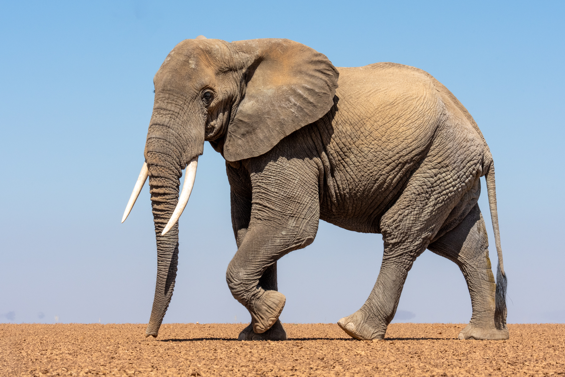 Dramatic photography takes place on Amboseli's dry lake beds (image by Inger Vandyke)