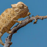 The Namaqua Chameleon is a decidedly unconventional chameleon that spends most of its life walking across the desert. It hunts largely on foot, taking beetles and grasshoppers with its long tongue and occasionally pursuing prey across the sand (image by Mike Watson)