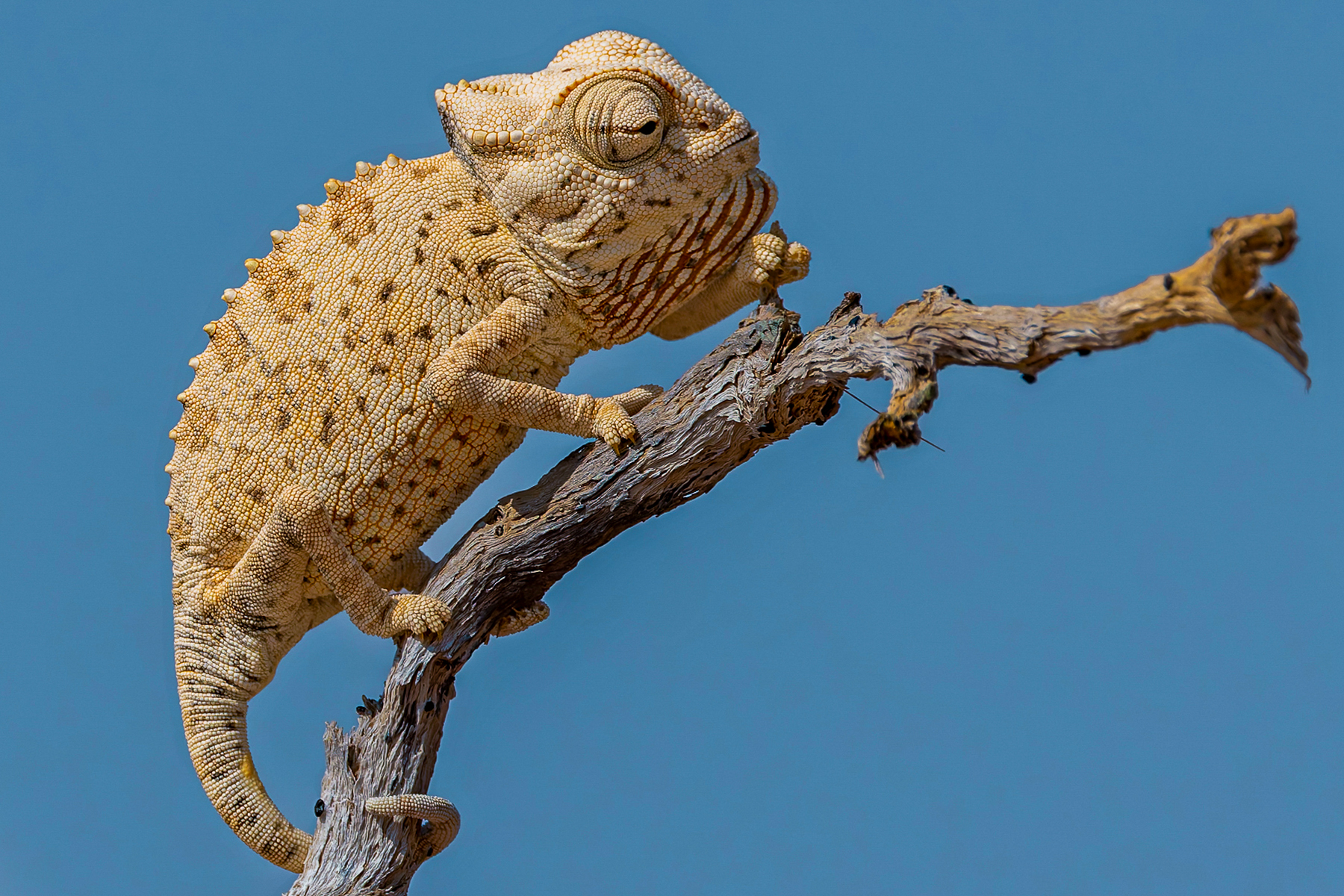 The Namaqua Chameleon is a decidedly unconventional chameleon that spends most of its life walking across the desert. It hunts largely on foot, taking beetles and grasshoppers with its long tongue and occasionally pursuing prey across the sand (image by Mike Watson)