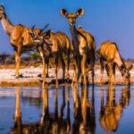 A cluster of four young Greater Kudu gather to drink at the Onguma Reserve waterhole, barely metres away from the sunken hide that enabled us to see so many beautiful wildlife scenes close up (image by Virginia Wilde)