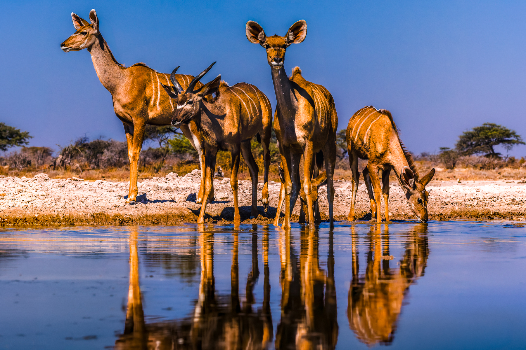 A cluster of four young Greater Kudu gather to drink at the Onguma Reserve waterhole, barely metres away from the sunken hide that enabled us to see so many beautiful wildlife scenes close up (image by Virginia Wilde)