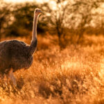 A female Southern Ostrich struts through a meadow at Namibia's Etango Ranch, with the setting sun turning the grass golden (image by Virginia Wilde)