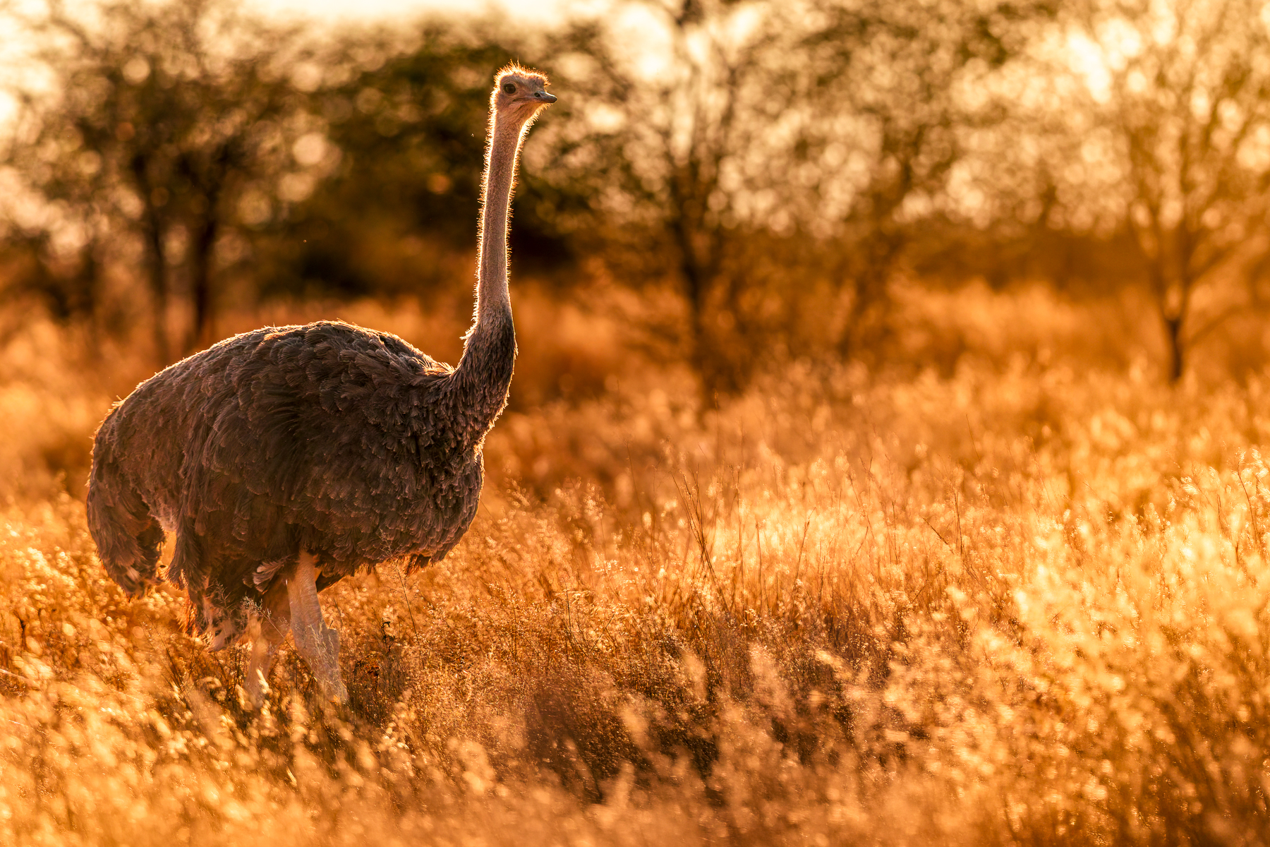 A female Southern Ostrich struts through a meadow at Namibia's Etango Ranch, with the setting sun turning the grass golden (image by Virginia Wilde)