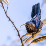 A Common Scimitarbill rests briefly on a leaf, before continuing to dart so quickly around the bushes in Namibia's Etango Ranch - that all my other images were blurry! (image by Virginia Wilde)