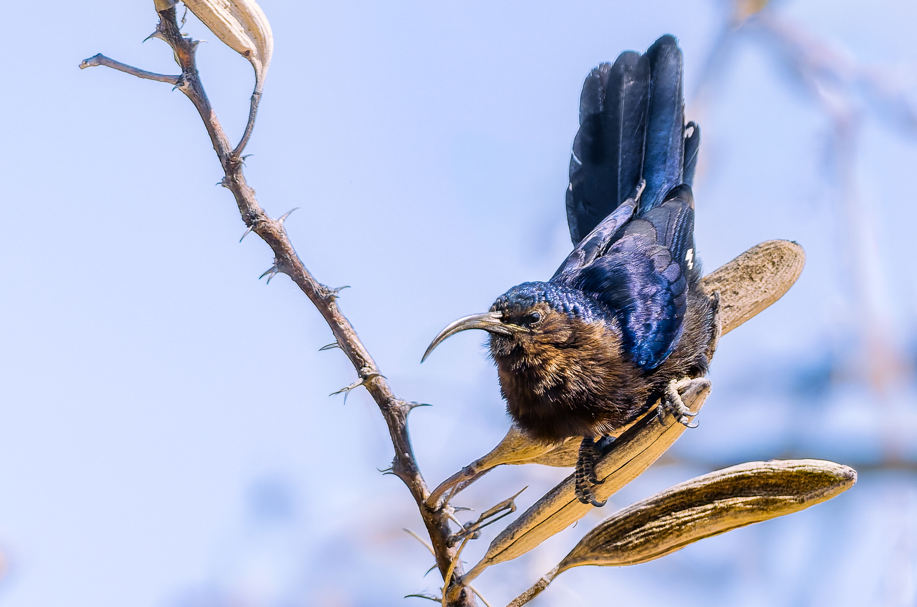 A Common Scimitarbill rests briefly on a leaf, before continuing to dart so quickly around the bushes in Namibia's Etango Ranch - that all my other images were blurry! (image by Virginia Wilde)