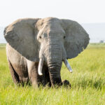 Cooling off in Amboseli's swamps (image by Inger Vandyke)