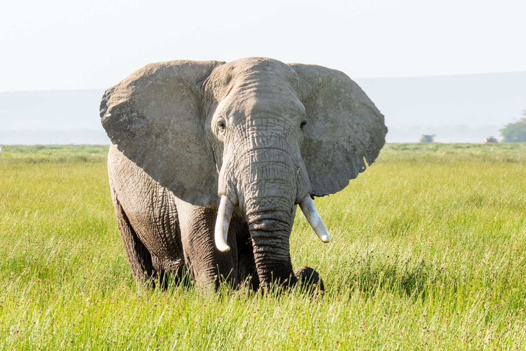 Cooling off in Amboseli's swamps (image by Inger Vandyke)