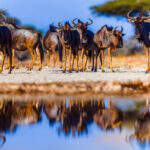 A small herd of Blue Wildebeest approach the waterhole in Namibia's Onguma Reserve, mirrored by the reflection in the shallow pool (image by Virginia Wilde)