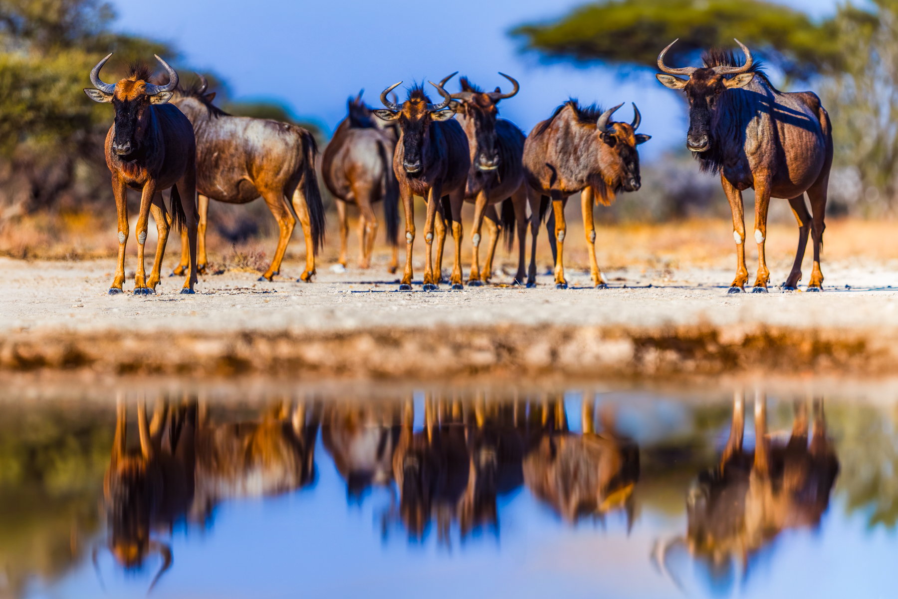 A small herd of Blue Wildebeest approach the waterhole in Namibia's Onguma Reserve, mirrored by the reflection in the shallow pool (image by Virginia Wilde)