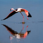 Flamingo takeoff (image by Inger Vandyke)