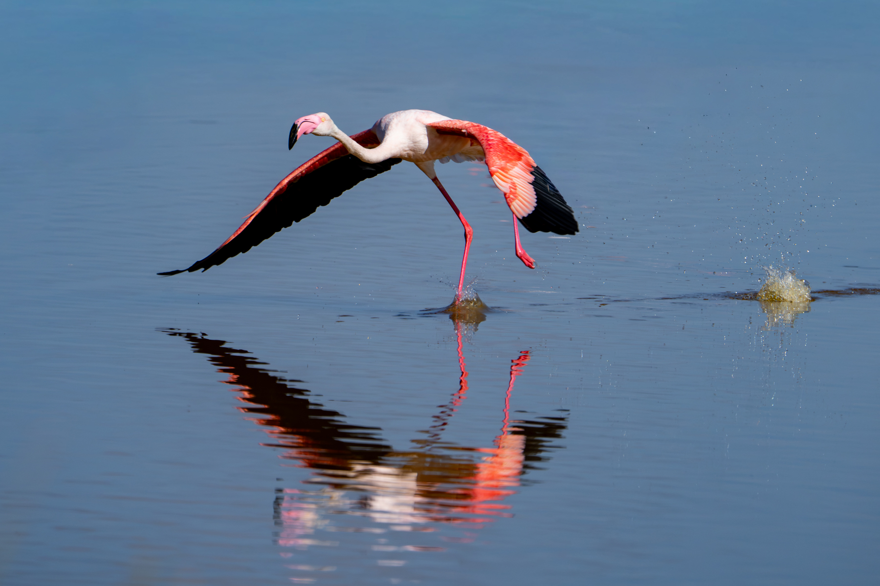 Flamingo takeoff (image by Inger Vandyke)