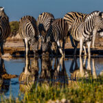 A dazzle of Burchell's Plains Zebra are reflected in the still waters of the Onguma Reserve waterhole. Zebra were one of our most frequent wildlife visitors during our time in the exceptional Onguma hide (image by Virginia Wilde)