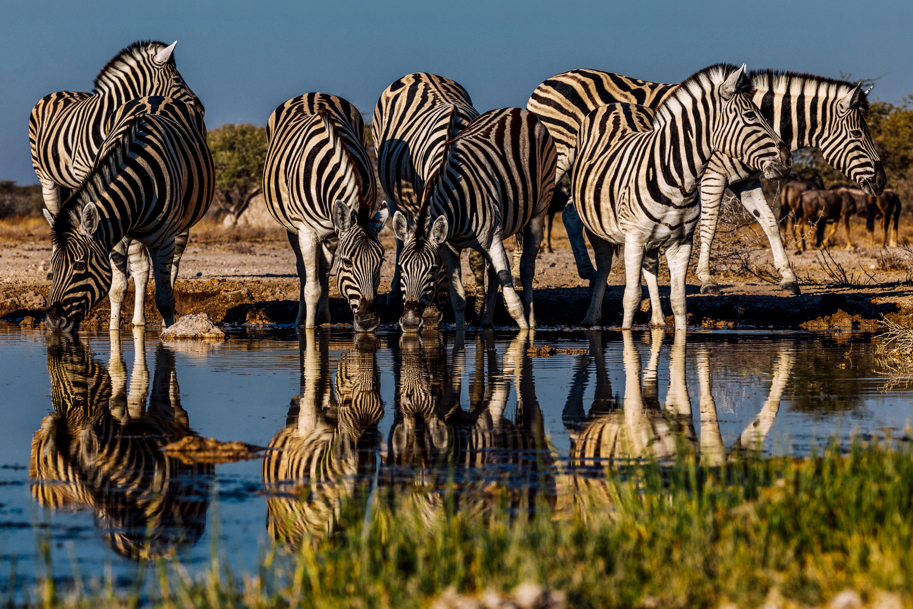 A dazzle of Burchell's Plains Zebra are reflected in the still waters of the Onguma Reserve waterhole. Zebra were one of our most frequent wildlife visitors during our time in the exceptional Onguma hide (image by Virginia Wilde)