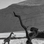 A desert-adapted Angolan Giraffe wanders by the remains of a twisted tree, in Namibia's Hoanib River Valley. Angolan Giraffe here live in an exceptionally arid environment of dry riverbeds, gravel plains and dunes. Research in this region found giraffes meet much of their water requirement from vegetation and dew (image by Virginia Wilde)