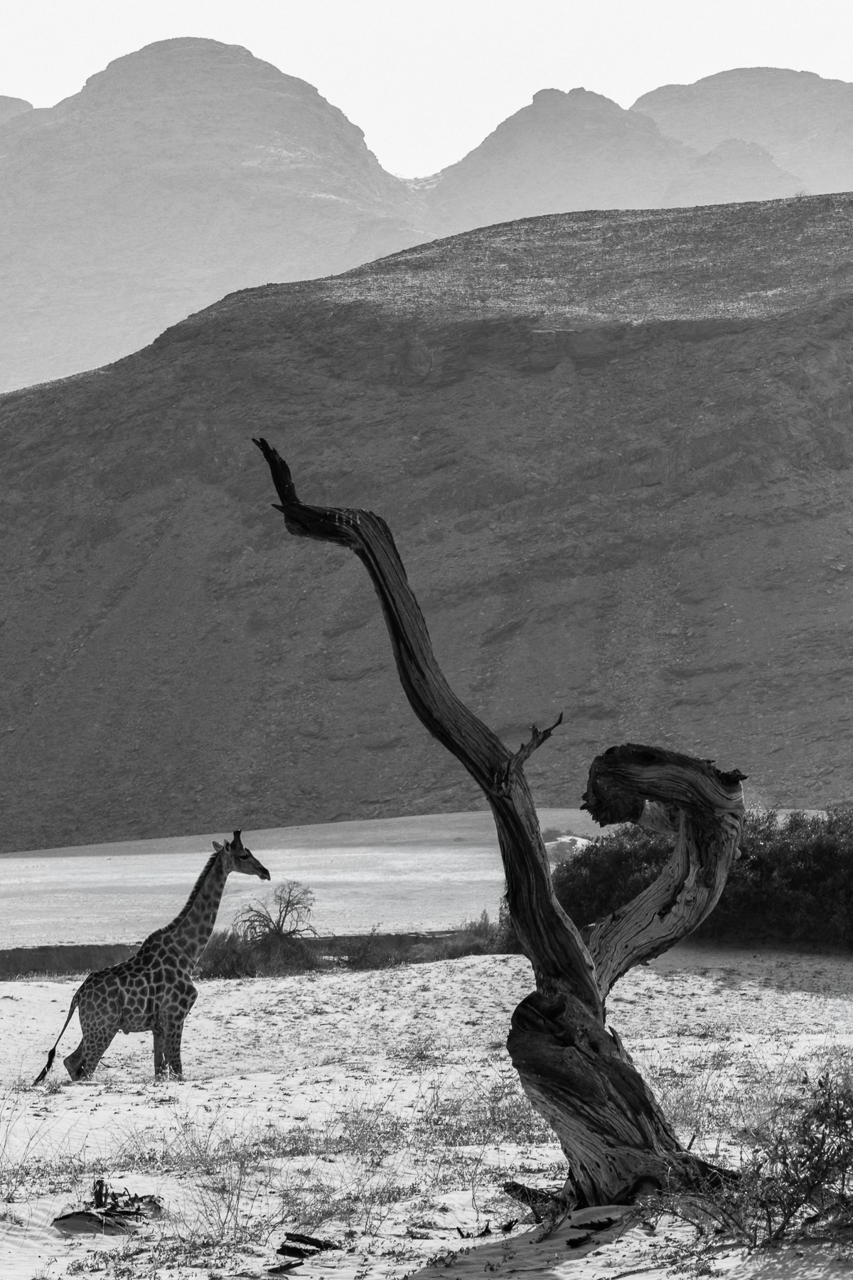 A desert-adapted Angolan Giraffe wanders by the remains of a twisted tree, in Namibia's Hoanib River Valley. Angolan Giraffe here live in an exceptionally arid environment of dry riverbeds, gravel plains and dunes. Research in this region found giraffes meet much of their water requirement from vegetation and dew (image by Virginia Wilde)