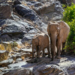 A pair of desert-adapted African Savanna Elephants navigate the rocky outcrops of the Hoanib River Valley in Namibia. The Hoanib is an ephemeral river - mostly dry on the surface but with water beneath the sand. These elephants use their trunks and feet to dig down until they reach groundwater (image by Virginia Wilde)
