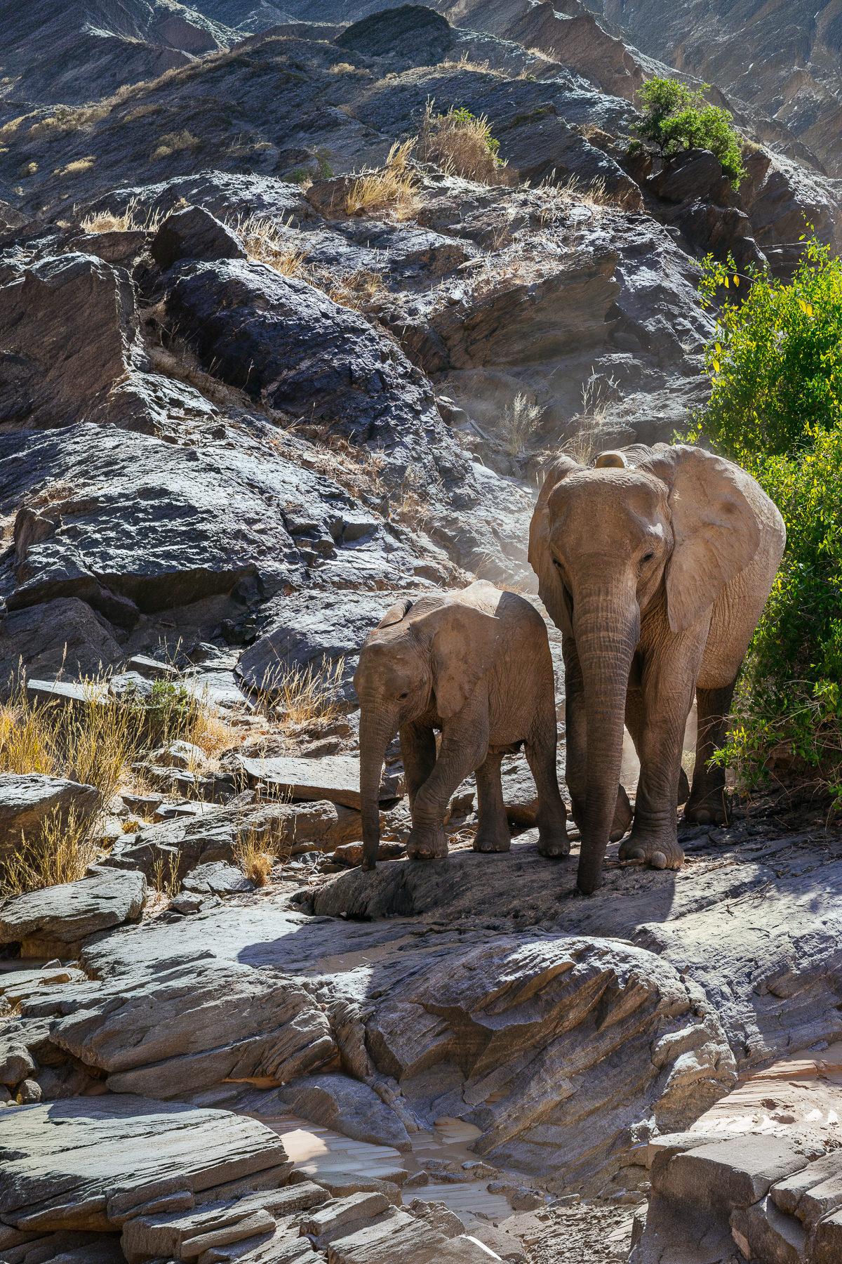 A pair of desert-adapted African Savanna Elephants navigate the rocky outcrops of the Hoanib River Valley in Namibia. The Hoanib is an ephemeral river - mostly dry on the surface but with water beneath the sand. These elephants use their trunks and feet to dig down until they reach groundwater (image by Virginia Wilde)