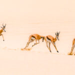 In the Namib-Naukluft National Park, a small herd of Springbok leap over the sand. Springbok can leap about 2 metres (6-7 feet) in the air during pronking behaviour (image by Virginia Wilde)