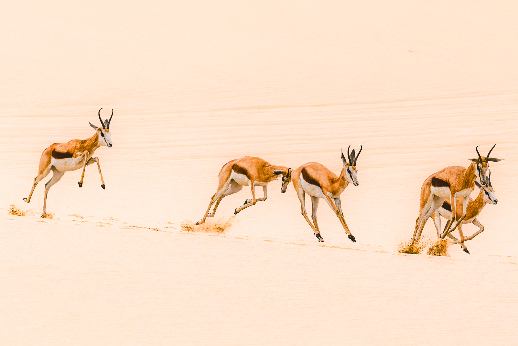 In the Namib-Naukluft National Park, a small herd of Springbok leap over the sand. Springbok can leap about 2 metres (6-7 feet) in the air during pronking behaviour (image by Virginia Wilde)