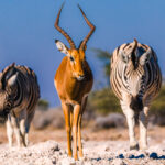 'Follow the Impala!' A Black-faced Impala appears to lead a mini procession of Zebra down to the waterhole in Namibia's Onguma Reserve (image by Virginia Wilde)