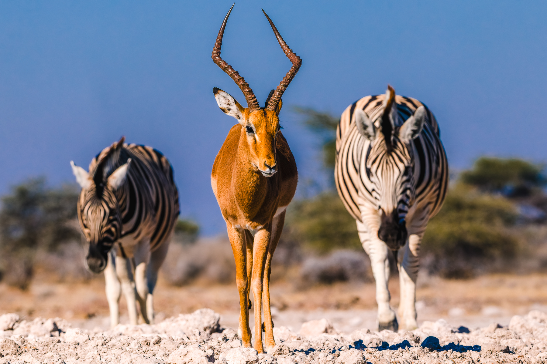 'Follow the Impala!' A Black-faced Impala appears to lead a mini procession of Zebra down to the waterhole in Namibia's Onguma Reserve (image by Virginia Wilde)