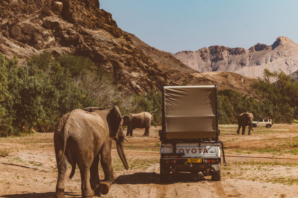 It's not every day you get to drive among desert-adapted African Savanna elephants along an ephemeral river-bed (image by Virginia Wilde)