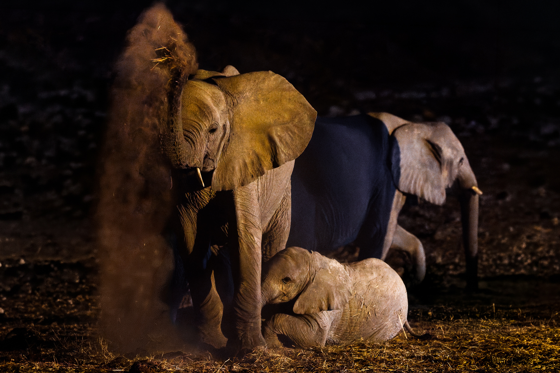 A juvenile African Savanna Elephant hurls dust over itself at Etosha National Park's Okaukuejo waterhole, after enjoying a deep drink. In Etosha, elephants walk 20km a day between reliable water sources, but travel 50 km or more during times of drought (image by Virginia Wilde)