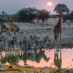 Sunset at Namibia's Okaukuejo waterhole can be a crowded affair. Here, Burchell's Plains Zebra jostle near Angolan Giraffe for some much-needed hydration in the salt pan of Etosha (image by Virginia Wilde)