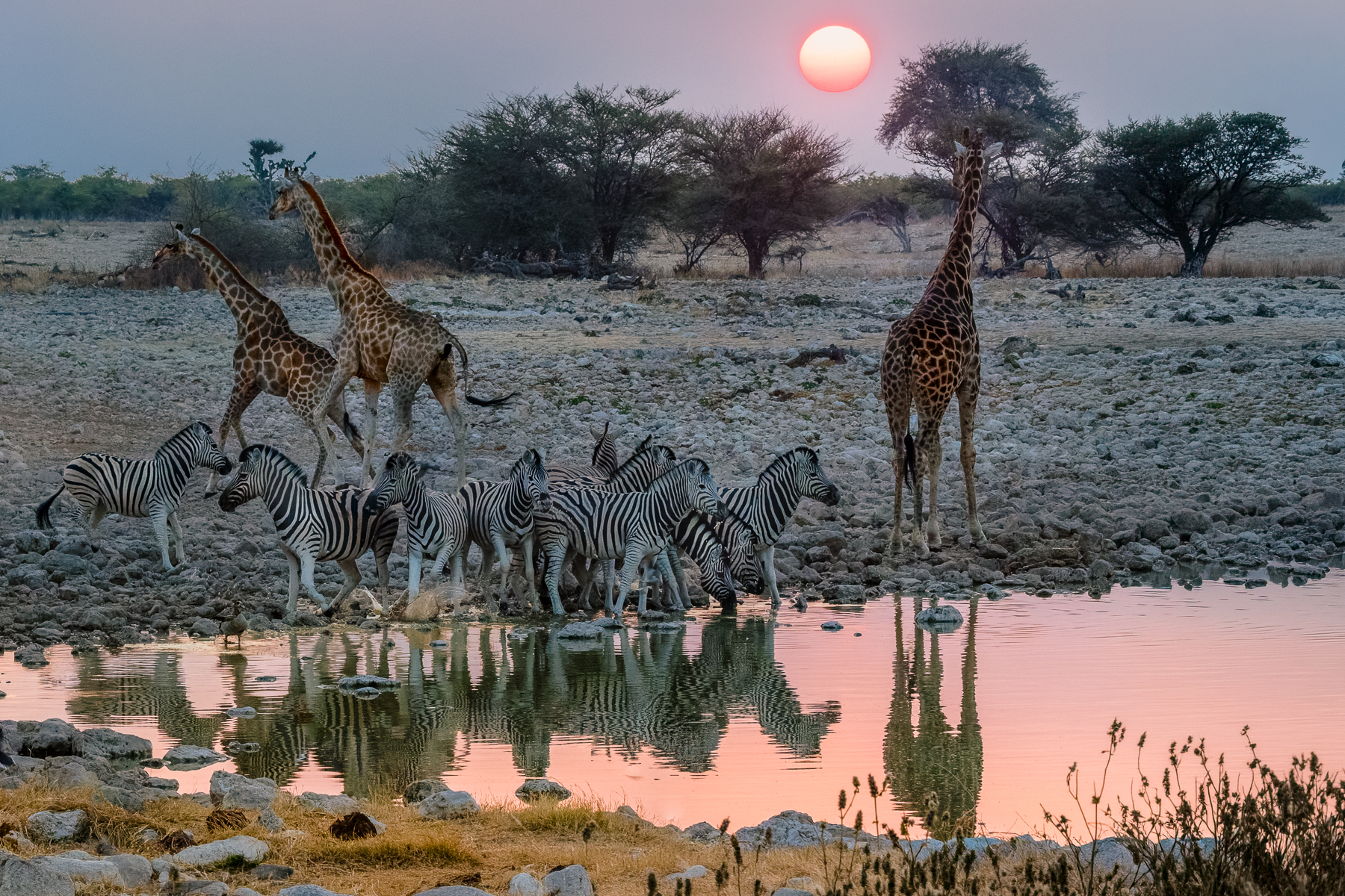 Sunset at Namibia's Okaukuejo waterhole can be a crowded affair. Here, Burchell's Plains Zebra jostle near Angolan Giraffe for some much-needed hydration in the salt pan of Etosha (image by Virginia Wilde)