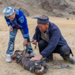 Arriving at the Eagle Hunters festival, a golden eagle is carefully unwrapped after its journey (image by Ingrid Koedood)