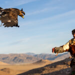 Shakiru training with his golden eagle. The eagle is released from high on the mountain and responds to his call, flying down to land on his gloved hand (image by Ingrid Koedood)