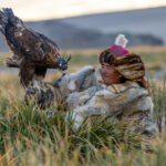 Baurjan resting with his golden eagle in the early morning, wrapped in a traditional fur coat to protect against the cold of western Mongolia (image by Ingrid Koedood)