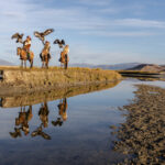 Three eagle hunters on horseback with their golden eagles, reflected in the still water during an early morning shoot (image by Ingrid Koedood)