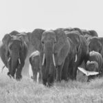 An approaching elephant family (image by Inger Vandyke)