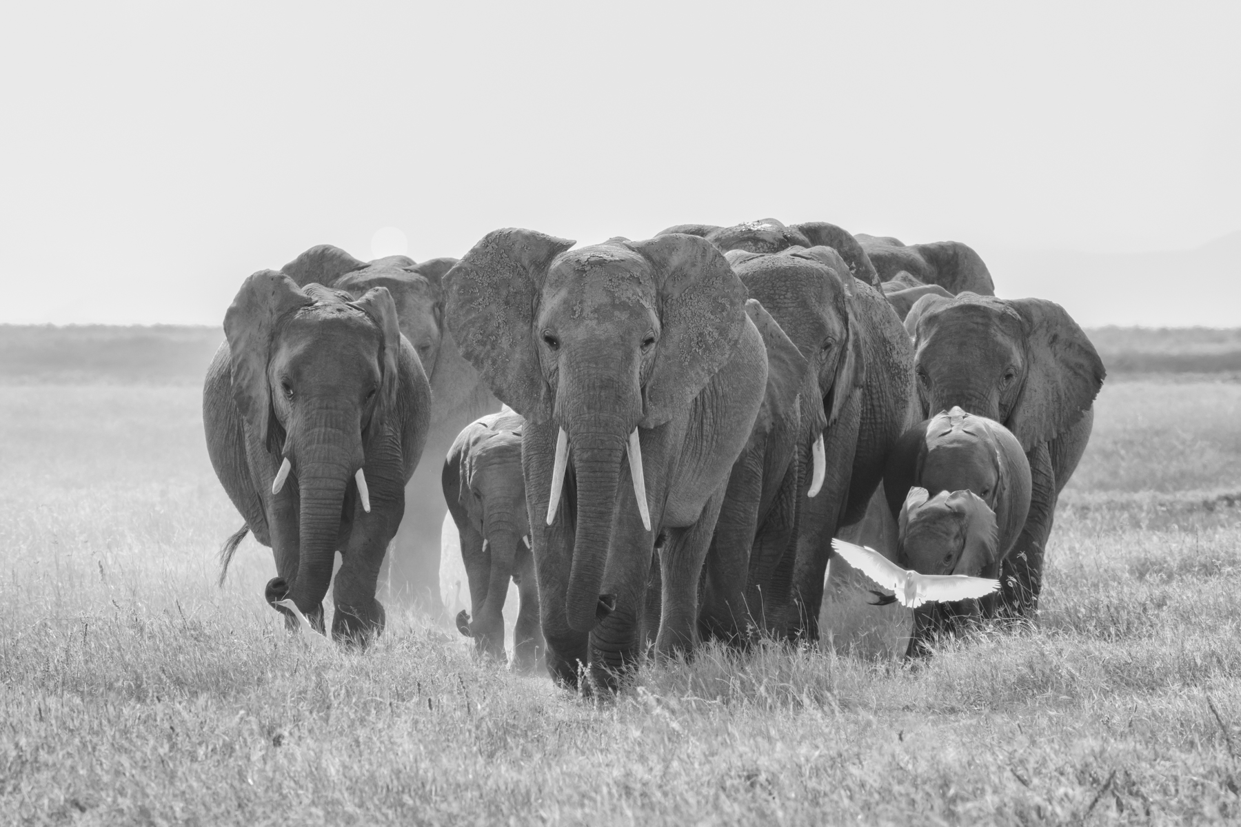 An approaching elephant family (image by Inger Vandyke)