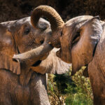 A pair of juvenile African Savanna Elephants joust with their trunks, playing together in the Hoanib River Valley. The birth rate for these desert-adapted elephants is low due to the demanding environment (image by Virginia Wilde)