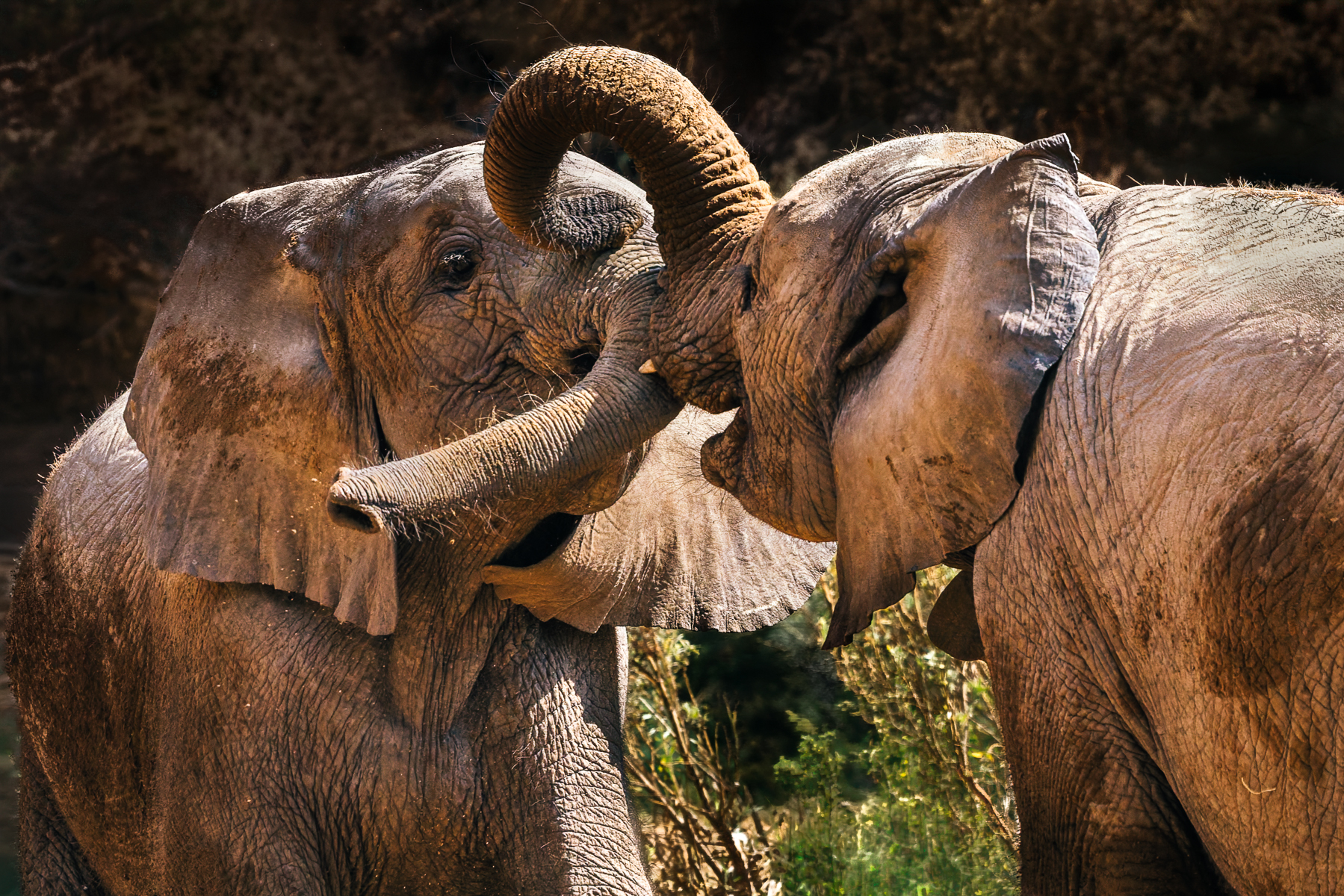 A pair of juvenile African Savanna Elephants joust with their trunks, playing together in the Hoanib River Valley. The birth rate for these desert-adapted elephants is low due to the demanding environment (image by Virginia Wilde)