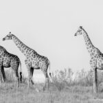 A small herd of Angolan Giraffes make their way towards a dry section of the Etosha Pan - a vast ancient lakebed that is 130km long and 55km wide. Namibia contains almost 90% of this beautiful subspecies (image by Virginia Wilde)