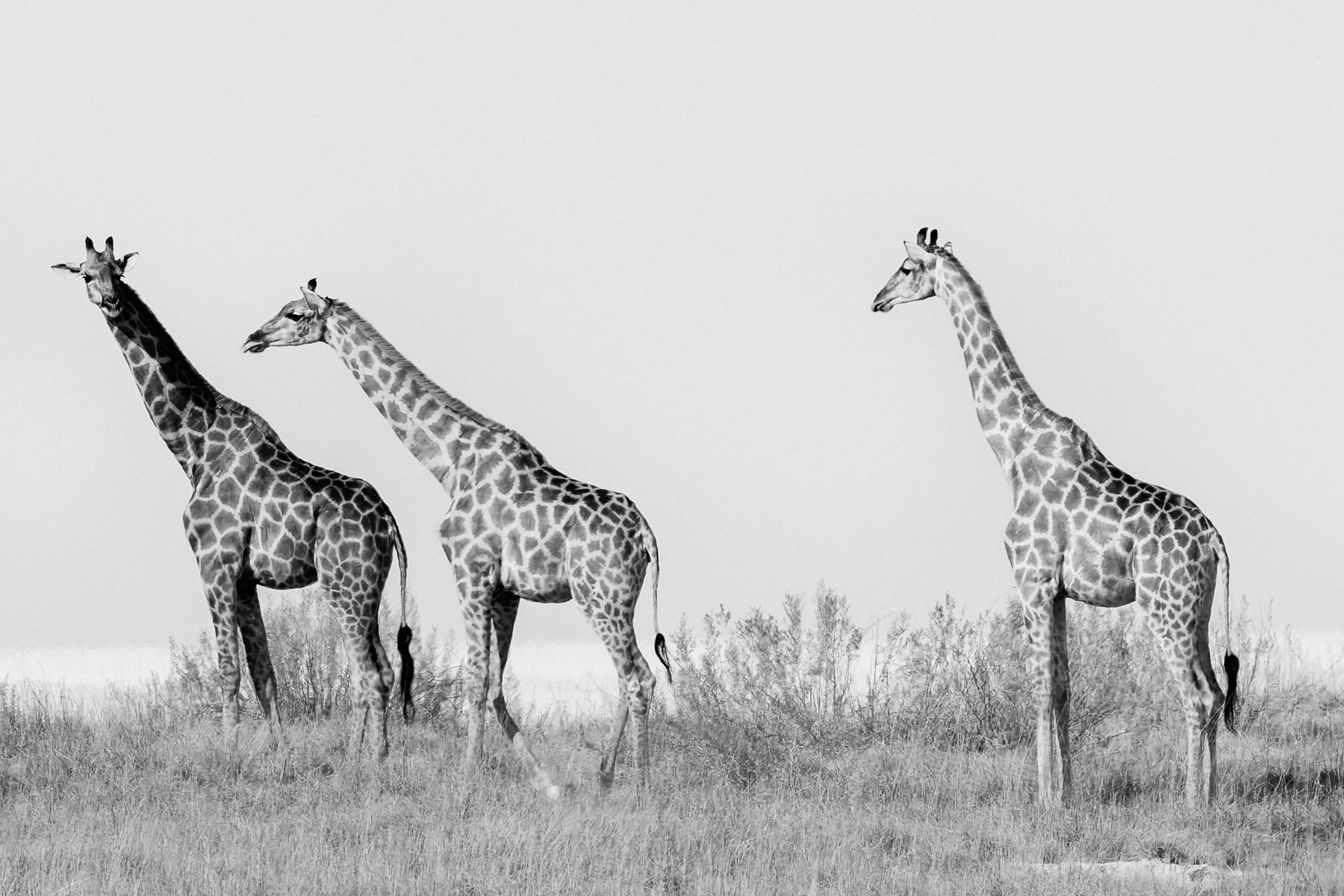 A small herd of Angolan Giraffes make their way towards a dry section of the Etosha Pan - a vast ancient lakebed that is 130km long and 55km wide. Namibia contains almost 90% of this beautiful subspecies (image by Virginia Wilde)