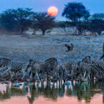 'Scenes at the Waterhole.' Evening and night-time at Etosha waterholes area as awash with life as the day. Here, a herd of Burchell's Plains Zebra share the rocky banks with an Angolan Giraffe and a passing raptor (image by Virginia Wilde)