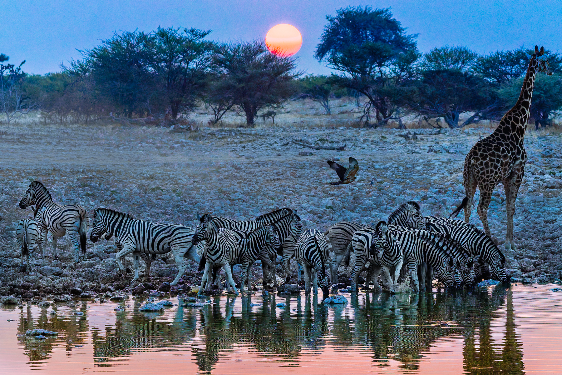 'Scenes at the Waterhole.' Evening and night-time at Etosha waterholes area as awash with life as the day. Here, a herd of Burchell's Plains Zebra share the rocky banks with an Angolan Giraffe and a passing raptor (image by Virginia Wilde)