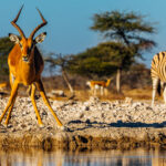 A Black-faced Impala spreads its front limbs wide so it can drink from a waterhole in Namibia's Onguma Reserve. Life in Namibia is dictated by where wildlife can find much needed hydration in arid environments (image by Virginia Wilde)