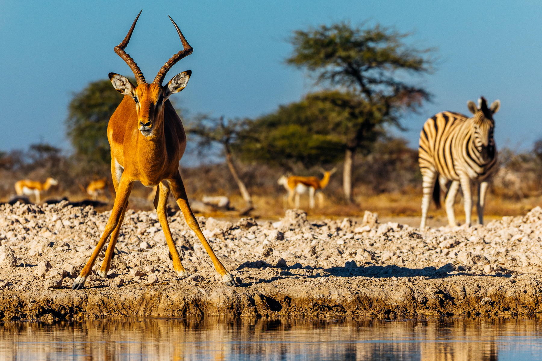 A Black-faced Impala spreads its front limbs wide so it can drink from a waterhole in Namibia's Onguma Reserve. Life in Namibia is dictated by where wildlife can find much needed hydration in arid environments (image by Virginia Wilde)